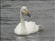 Whooper Swan (Cygnus cygnus)