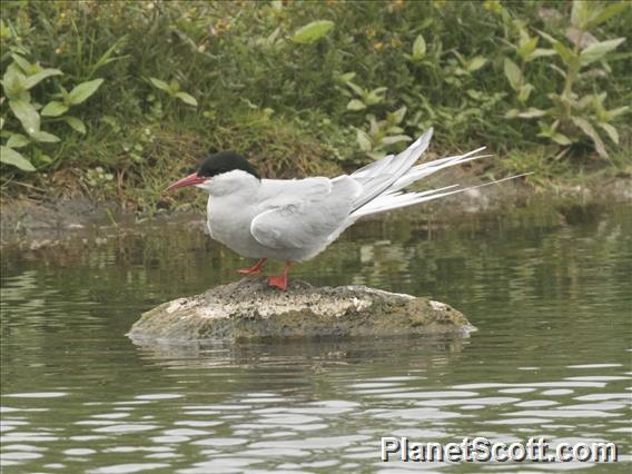 Arctic Tern (Sterna paradisaea)