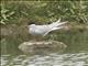 Arctic Tern (Sterna paradisaea)