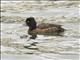 Tufted Duck (Aythya fuligula)