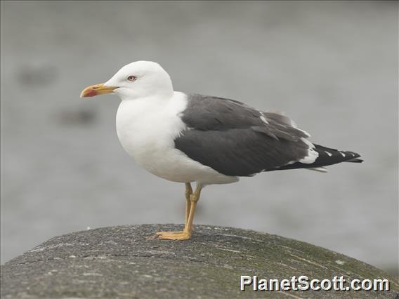 Lesser Black-backed Gull (Larus fuscus)