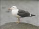 Lesser Black-backed Gull (Larus fuscus)