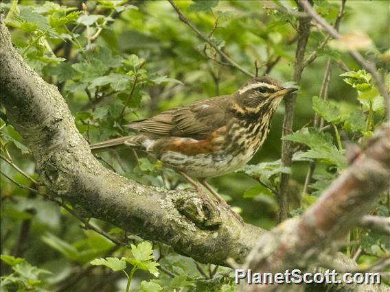 Redwing (Turdus iliacus)