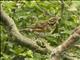 Redwing (Turdus iliacus)