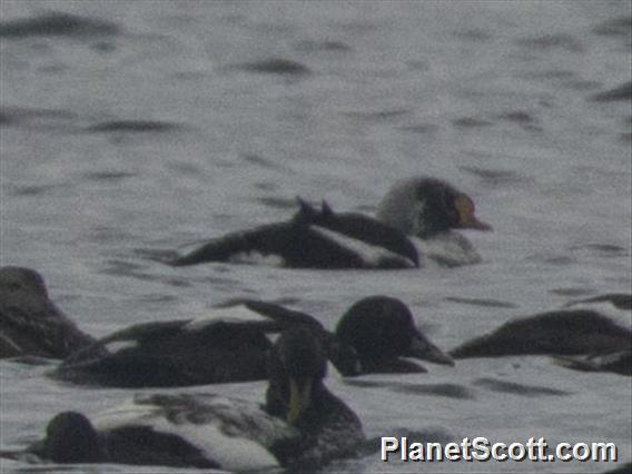 King Eider (Somateria spectabilis)