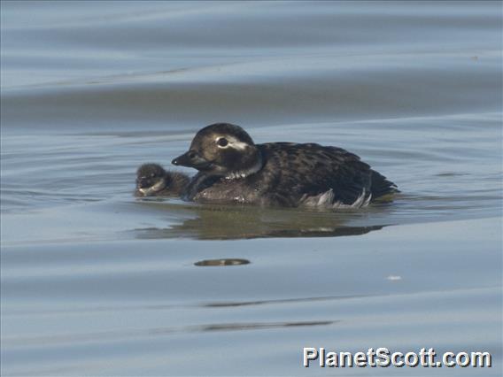 Long-tailed Duck (Clangula hyemalis)