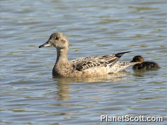 Eurasian Wigeon (Mareca penelope)