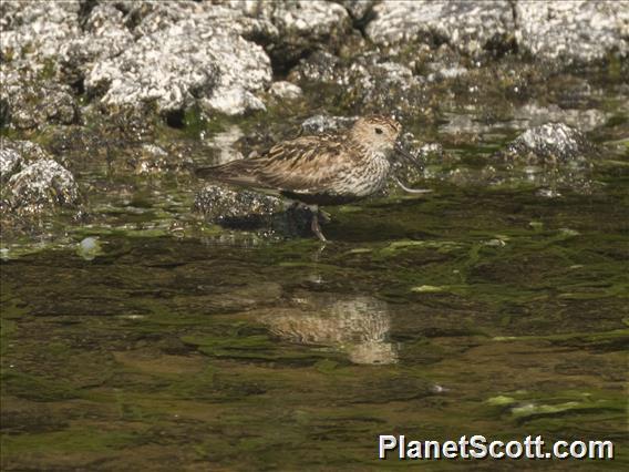 Dunlin (Calidris alpina)