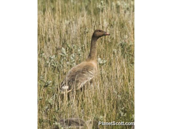 Pink-footed Goose (Anser brachyrhynchus)