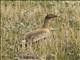 Pink-footed Goose (Anser brachyrhynchus)