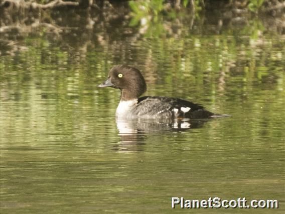 Barrow's Goldeneye (Bucephala islandica)