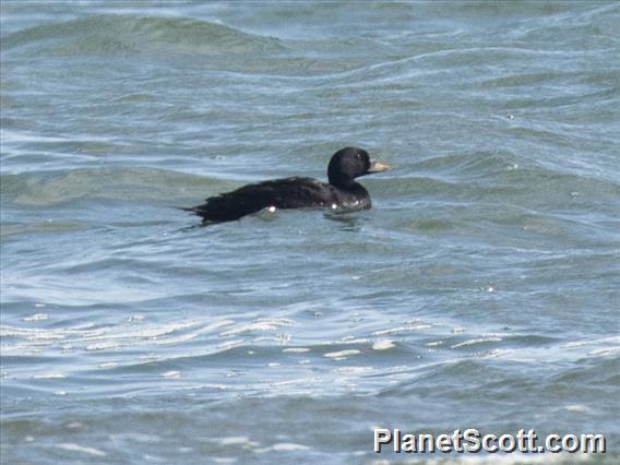 Common Scoter (Melanitta nigra)