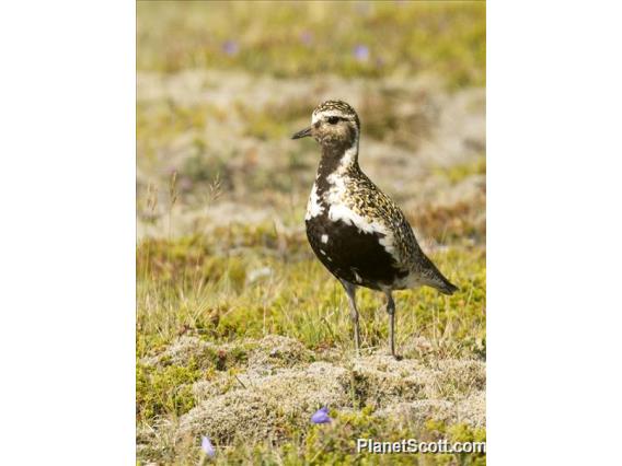 European Golden-Plover (Pluvialis apricaria)