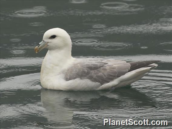 Northern Fulmar (Fulmarus glacialis)