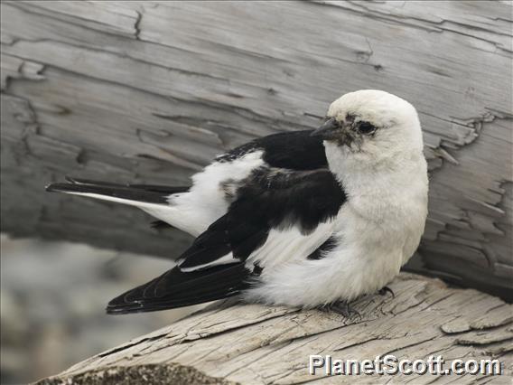 Snow Bunting (Plectrophenax nivalis)