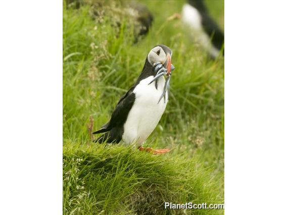 Atlantic Puffin (Fratercula arctica)