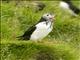 Atlantic Puffin (Fratercula arctica)