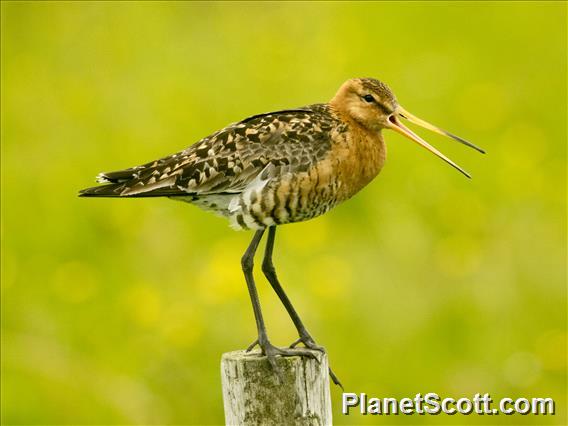 Black-tailed Godwit (Limosa limosa)