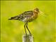 Black-tailed Godwit (Limosa limosa)