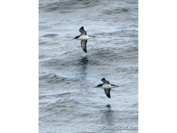 Manx Shearwater (Puffinus puffinus)