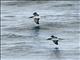 Manx Shearwater (Puffinus puffinus)