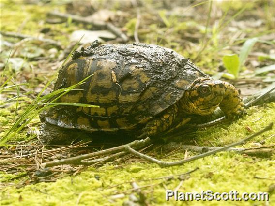 Eastern Box Turtle (Terrapene carolina)