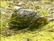 Eastern Box Turtle (Terrapene carolina)