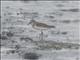 Semipalmated Sandpiper (Calidris pusilla)