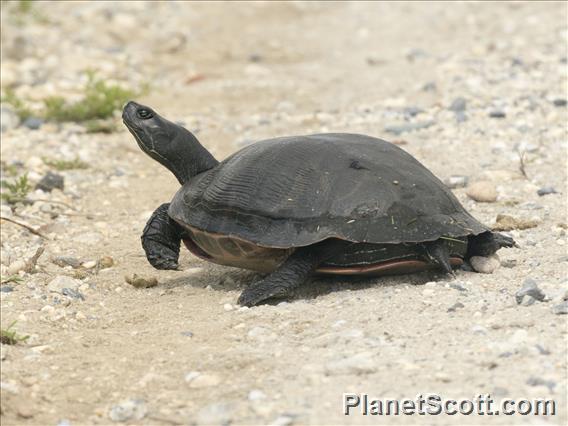 Northern Red-bellied Cooter (Pseudemys rubriventris)