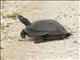 Northern Red-bellied Cooter (Pseudemys rubriventris)