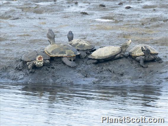 Diamondback Terrapin (Malaclemys terrapin)