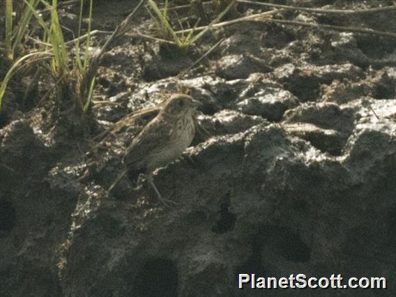 Saltmarsh Sparrow (Ammospiza caudacuta)