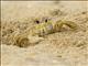 Atlantic Ghost Crab (Ocypode quadrata)