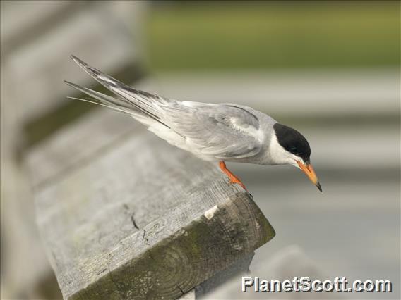 Common Tern (Sterna hirundo)