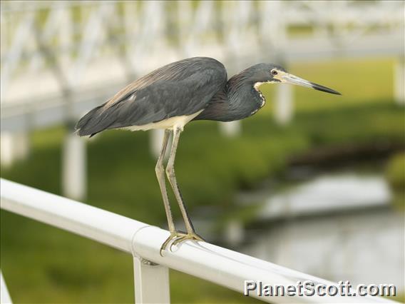 Tricolored Heron (Egretta tricolor)