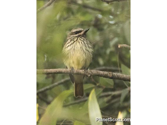 Sulphur-bellied Flycatcher (Myiodynastes luteiventris)