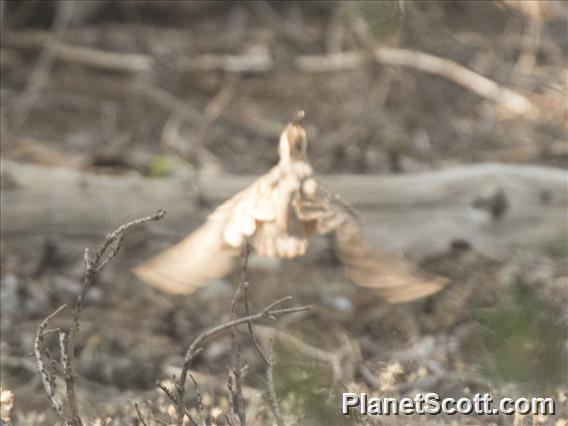 Mountain Quail (Oreortyx pictus)