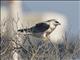 White-tailed Kite (Elanus leucurus) - Juvenile