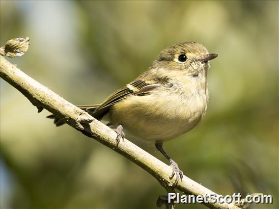 Hutton's Vireo (Vireo huttoni)