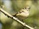 Huttons Vireo (Vireo huttoni)