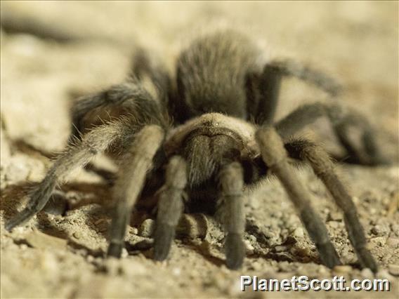 Brown Tarantula (Aphonopelma smithii)