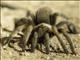 Brown Tarantula (Aphonopelma smithii)