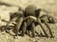 Desert Tarantula (Aphonopelma iodius)
