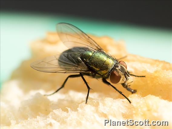 Banded Bee Fly (Villa ssp)