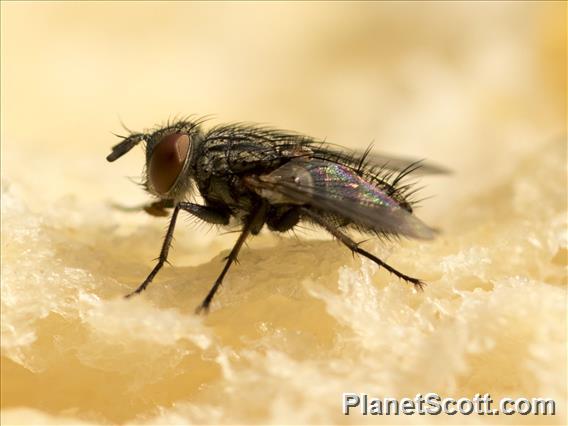 Blow Fly (blowfly ssp)