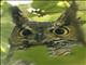 Great Horned Owl (Bubo virginianus)