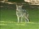 Coyote (Canis latrans)