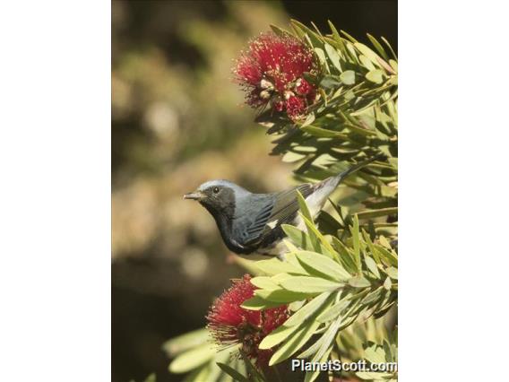 Black-throated Blue Warbler (Setophaga caerulescens)