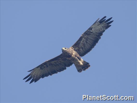 Common Buzzard (Buteo buteo)