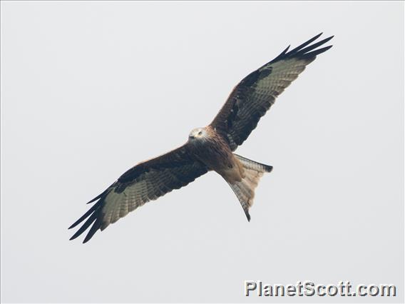 Red Kite (Milvus milvus)